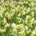 Koshino Daffodil Festival